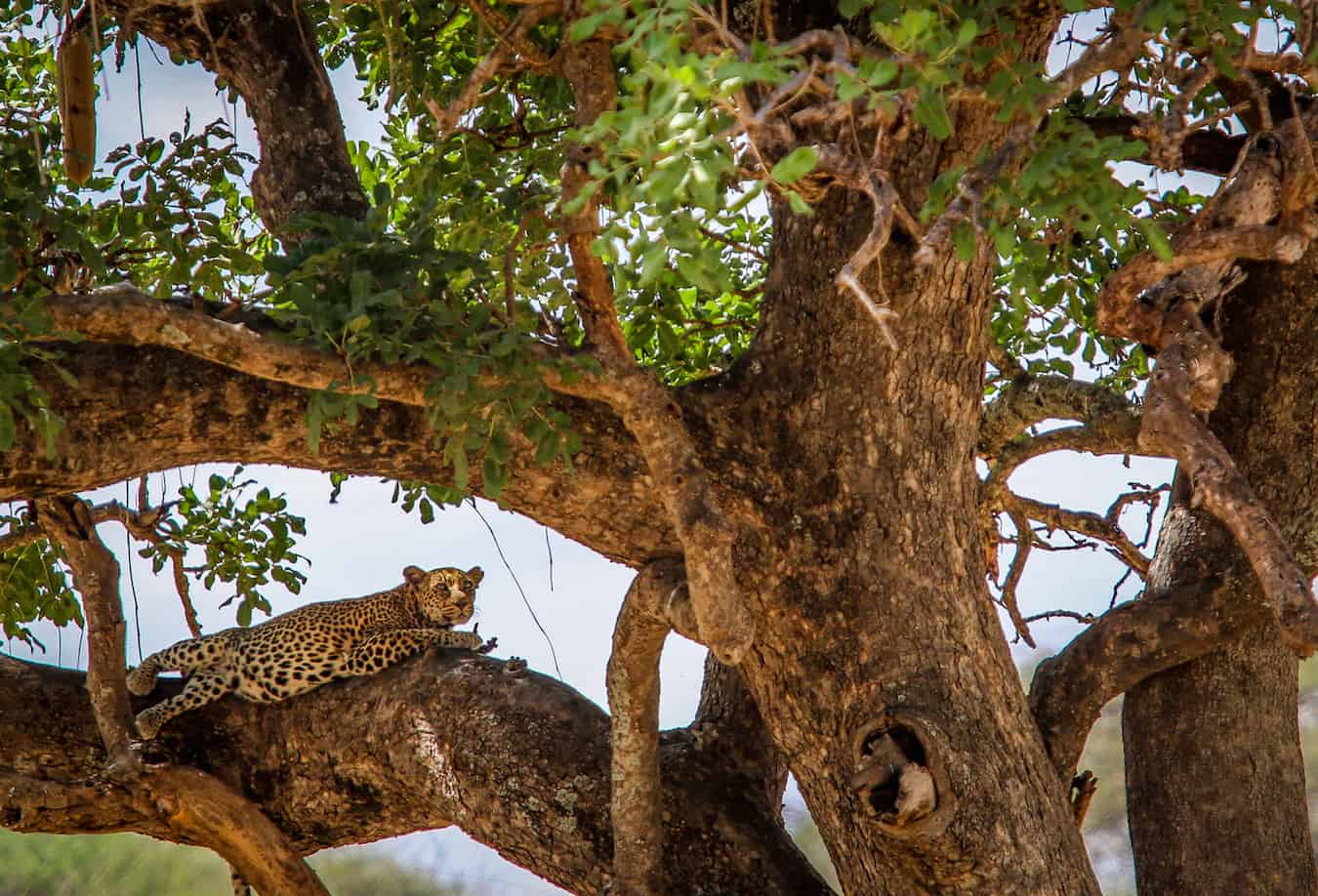 Leopard Spotted in Tarangire National Park, Tanzania