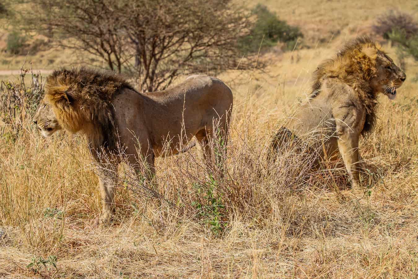 Male Lions in Tangarire National Park, Tanzania