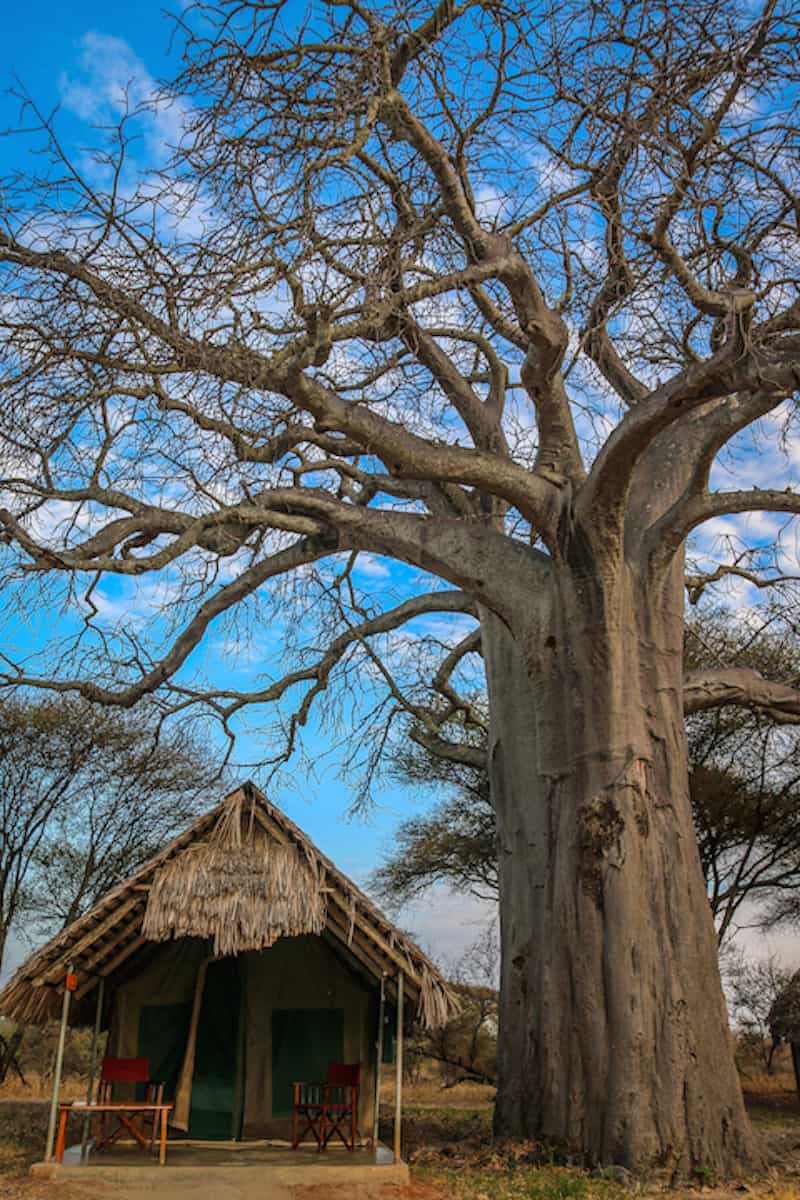 Tarangire Safari Lodge Tents in Tarangire National Park