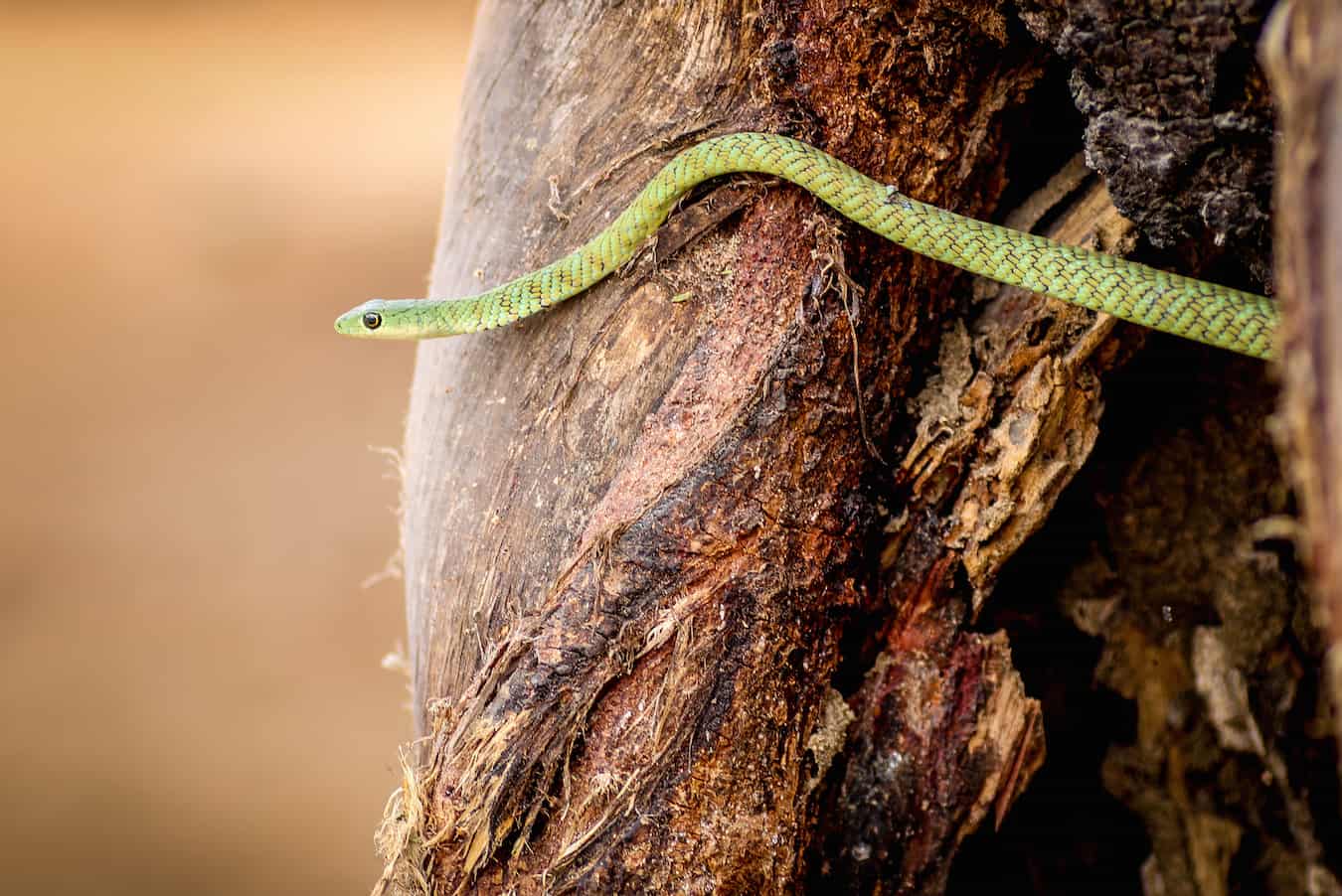 Boomslang Snake in Tarangire National Park, Tanzania