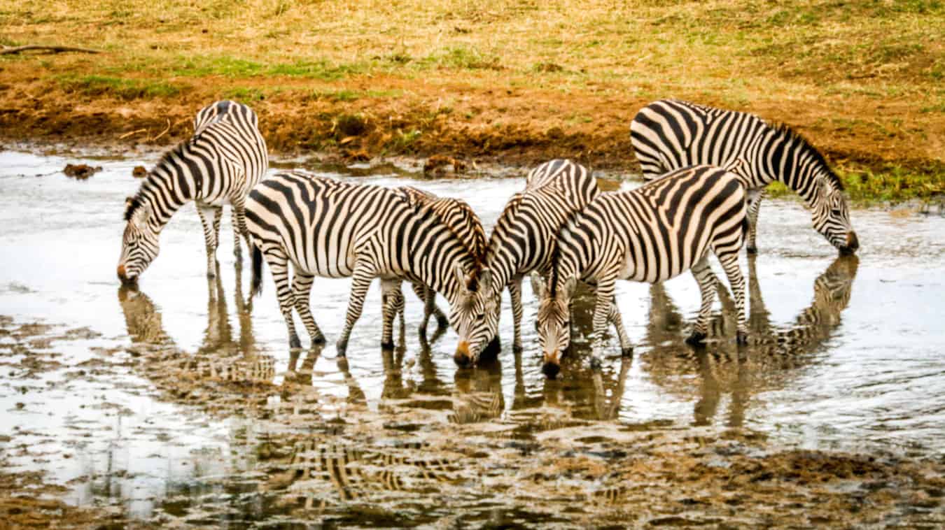 Zebras Drinking from the River in Tarangire National Park