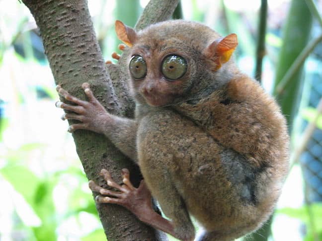 Weird Animals, Tarsier