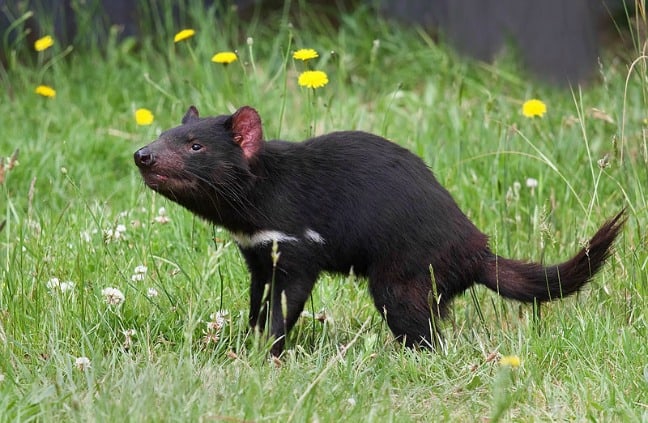 Maria Island Tasmanian Devil Photo by JJ Harrison via Creative Commons