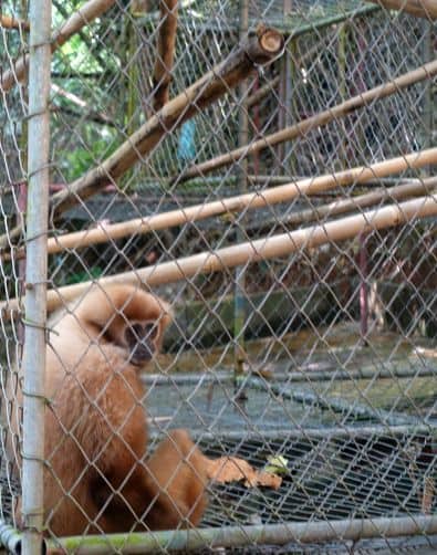 The Gibbon Rehabilitation Project