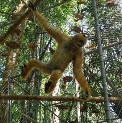 The Gibbon Rehabilitation Project Gibbon climbing the fence