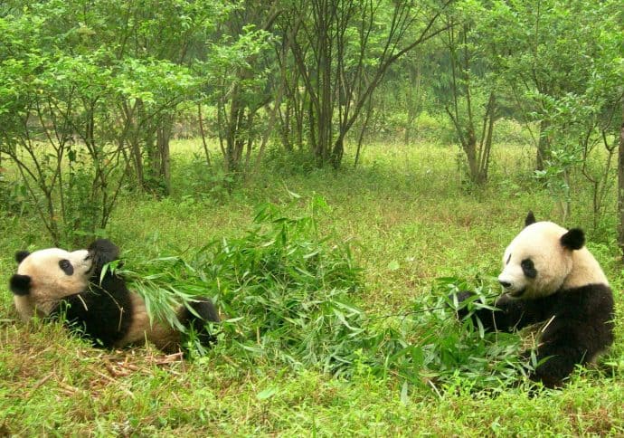 Things to do in China for Nature Lovers- Sichuan Giant Panda Sanctuary