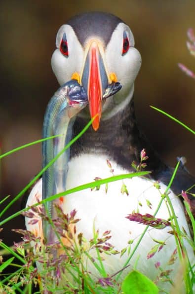 Things to do in Iceland - Watch for Exotic Wildlife