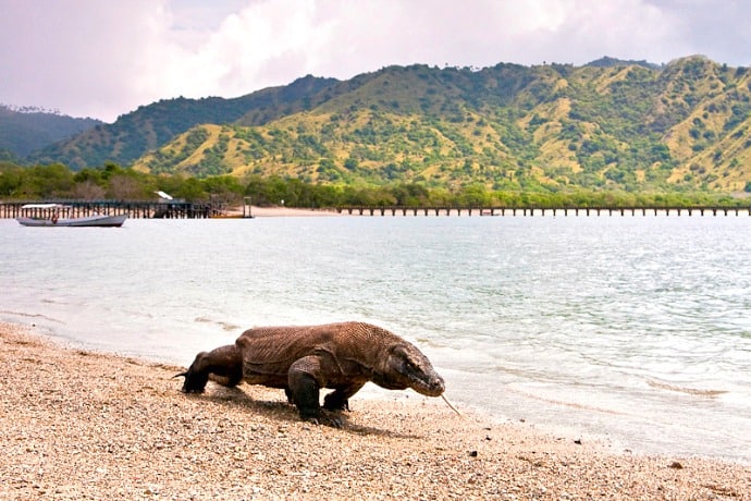 Things to do in Indonesia, see a Komodo dragon at Komodo National Park