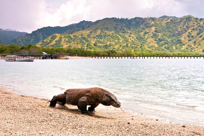 Things to do in Indonesia, see a Komodo dragon at Komodo National Park 