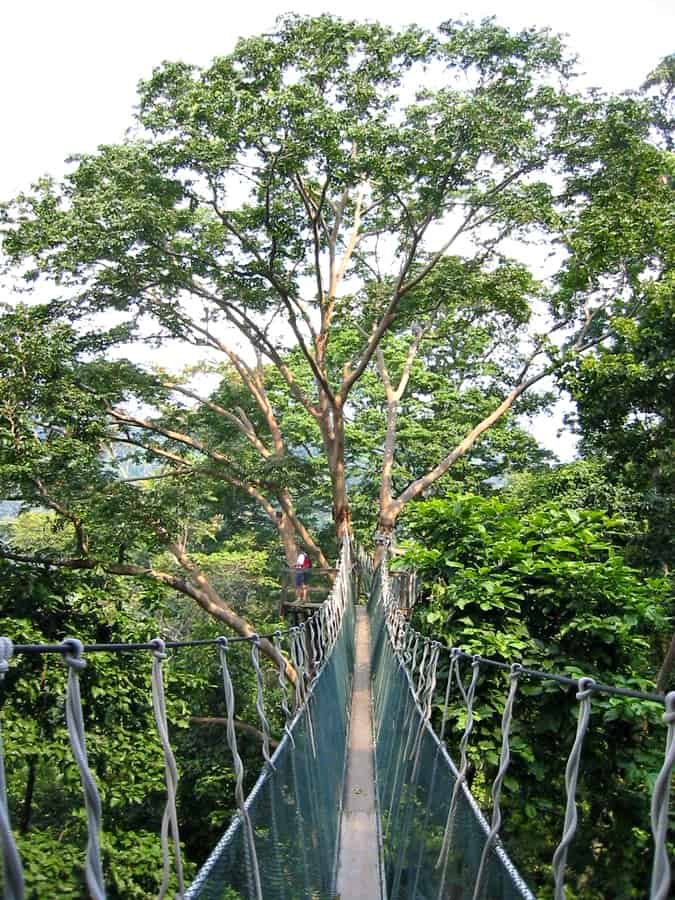 Things to do in Malaysia for Nature Lovers: FRIM Canopy Walk