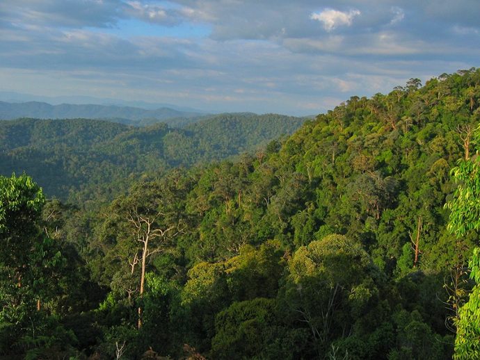 Things to do in Malaysia for Nature Lovers: Hike in Taman Negara