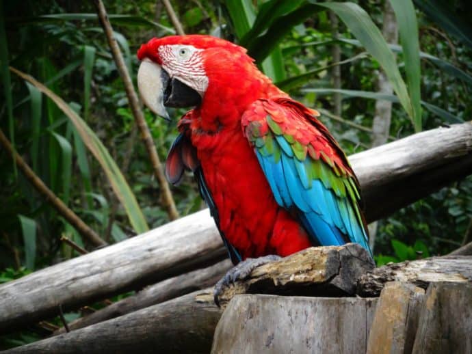 Things to do in Bolivia: Macaw at La Senda Verde