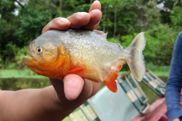 Things to do in Bolivia: Fish for Piranhas in the Pampas