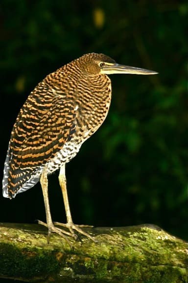 Costa Rica Birding -Tiger Heron in Tortuguero National Park