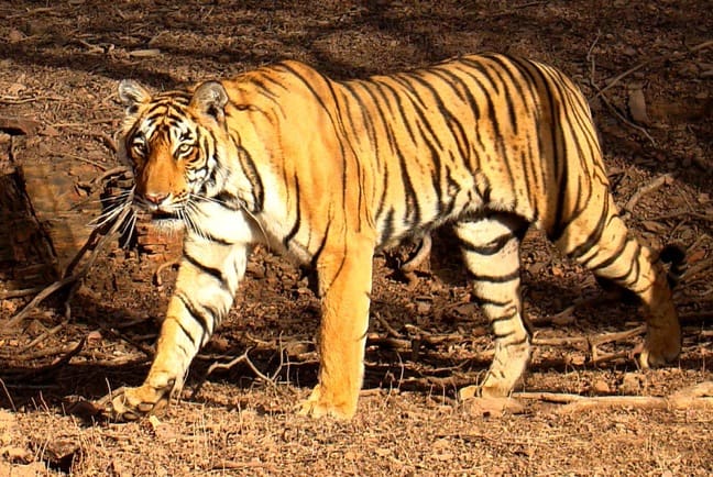 Tiger in India's Ranthambhore National Park by Bjørn Christian Tørrissen