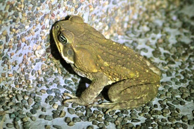 Costa Rica Amphibians -Evergreen Toad in Corcovado National Park