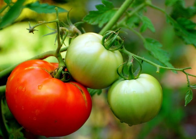 Tomatoes on vine