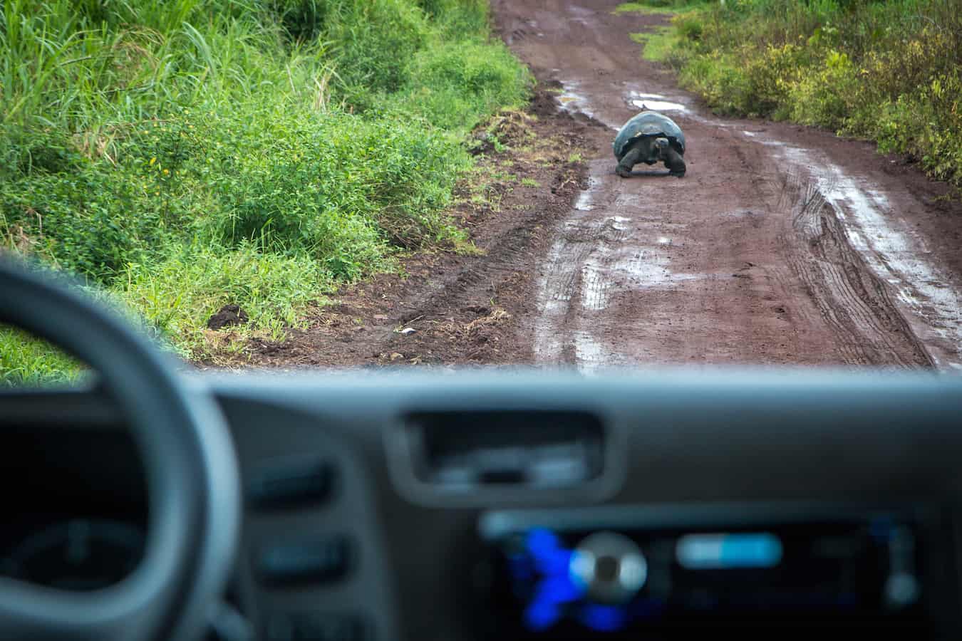 Galapagos Tortoise on Santa Cruz ISland