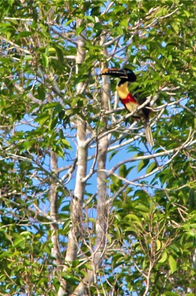 Toucan in the Peruvian Amazon