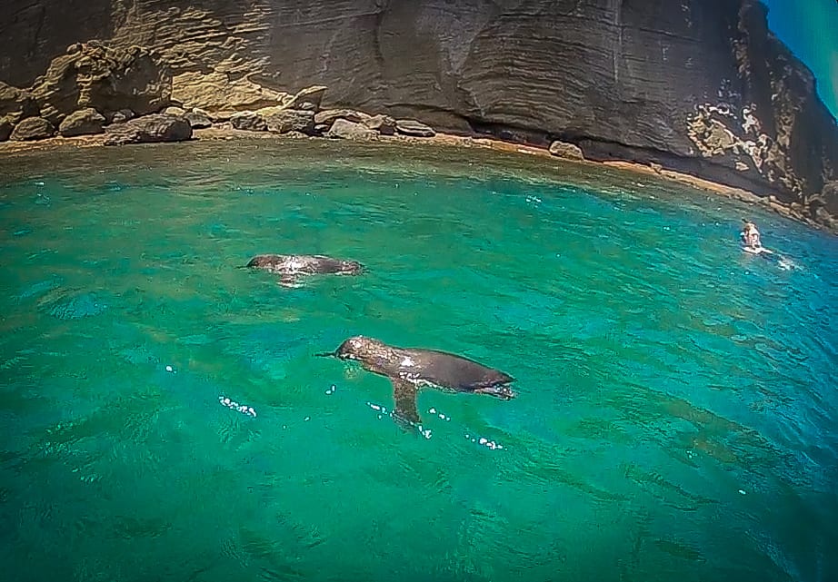 Two Galapagos Penguins Swimming