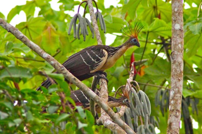 Weird Looking Birds Around The World-Two Hoatzins in the Peruvian Amazon