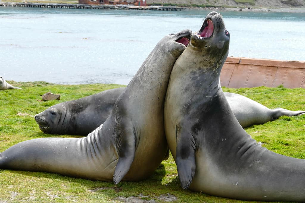 Two sub-adult male elephant seals practice fighting on South Georgia Island