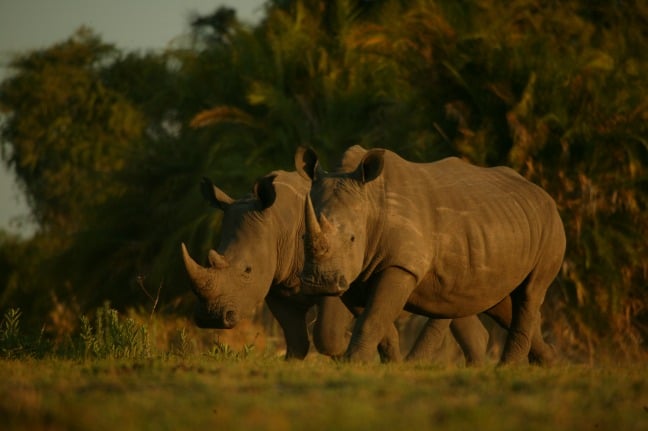 Rhinos Without Borders project, photo by Beverly Joubert