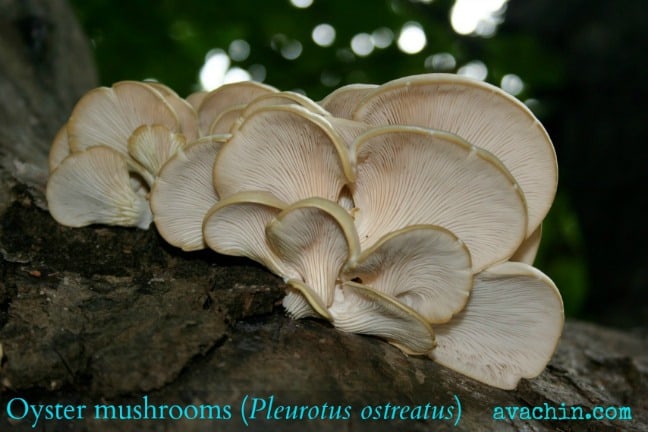wild oyster mushrooms