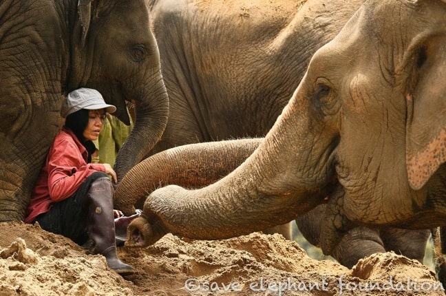 Lek Chailert, the Elephant Whisperer of Elephant Nature Park