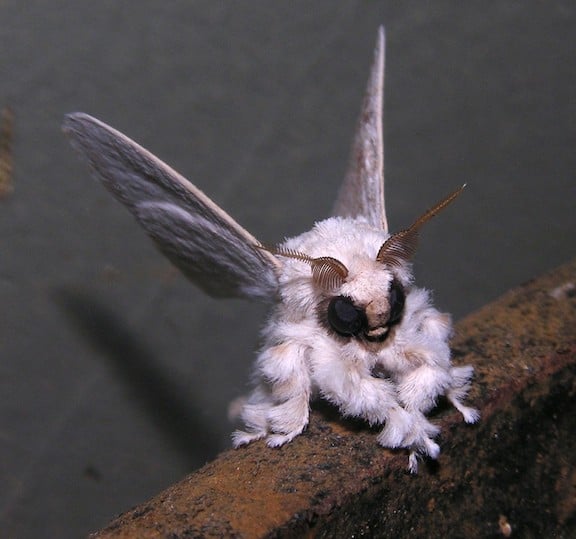 Weird Insects Around The World, Venezuelan Poodle Moth 