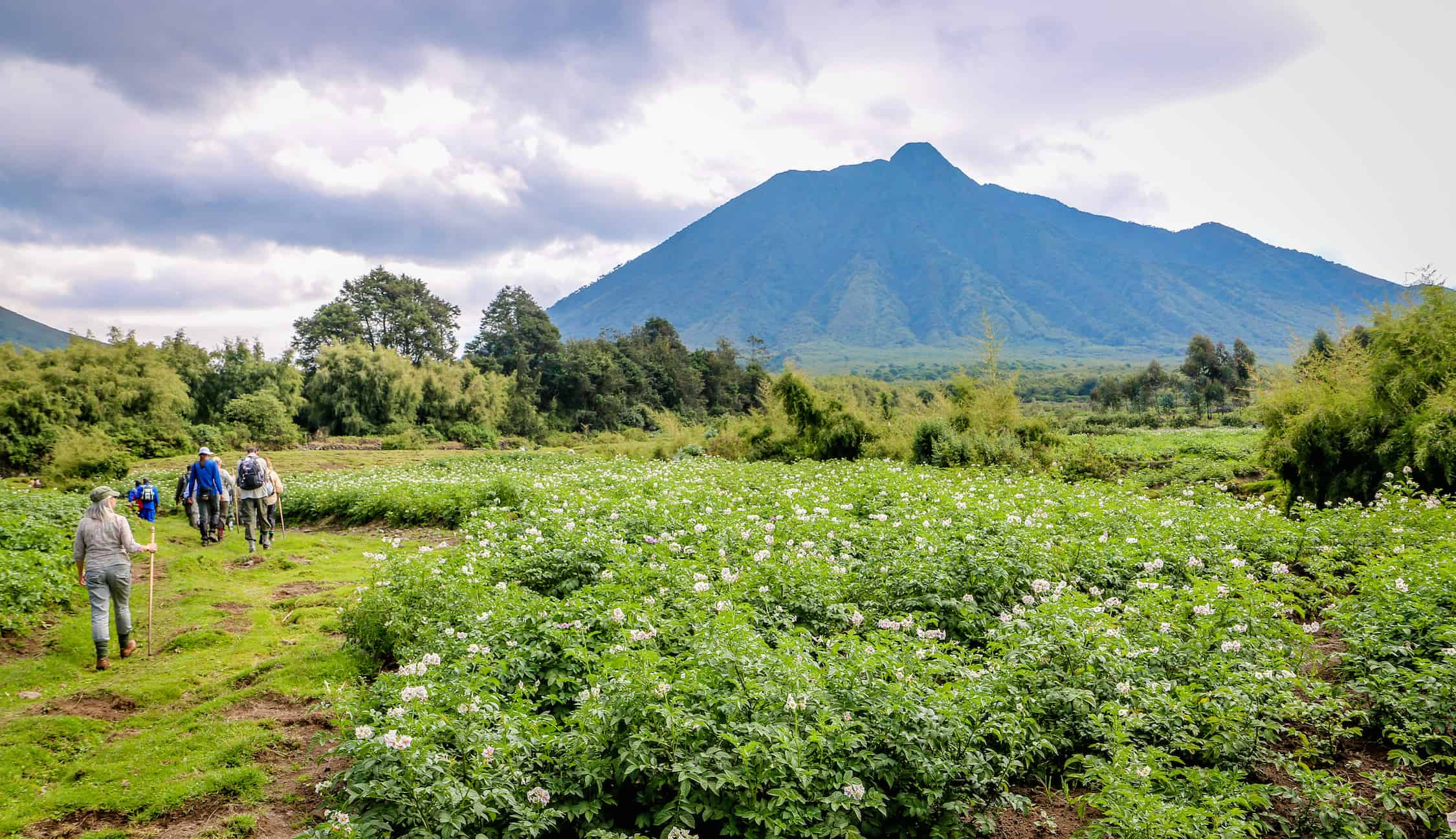 Trekking in Rwanda's Parc National des Volcans