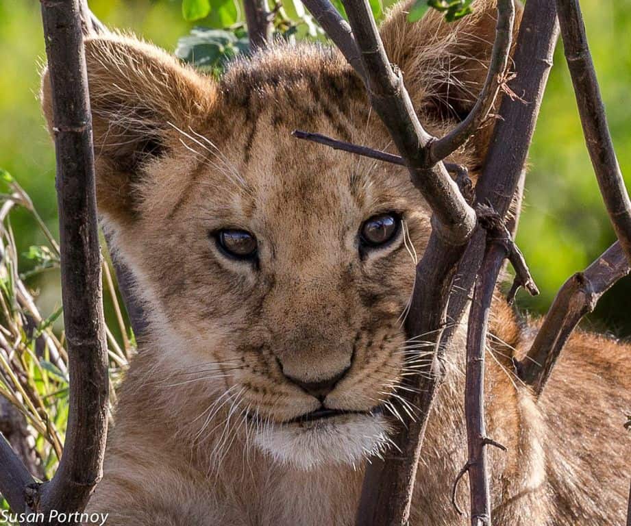 Walking With Lions and canned lion hunting