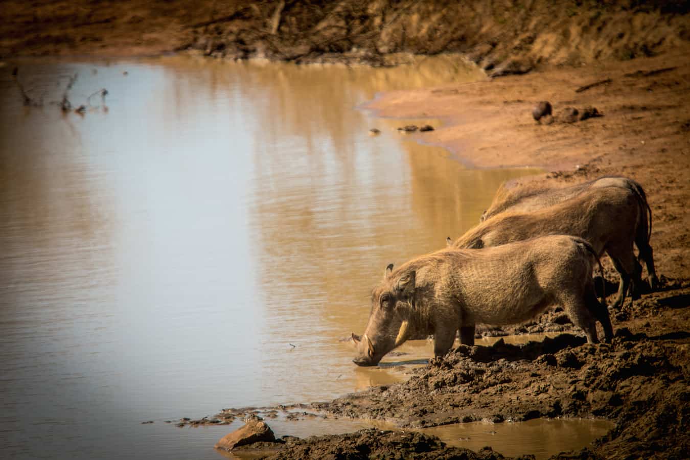 Warthogs in Kruger National Park