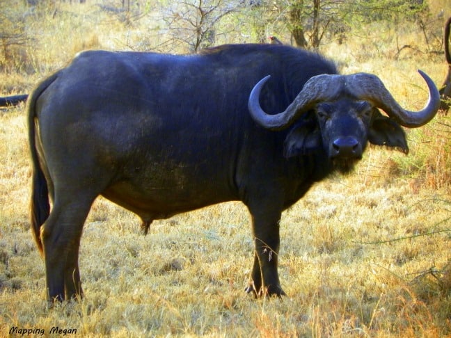 Buffalo