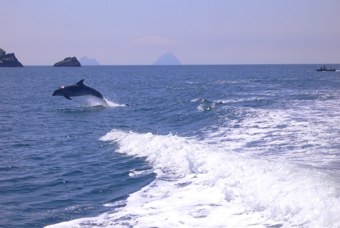 West Cork Dolphins, Ireland