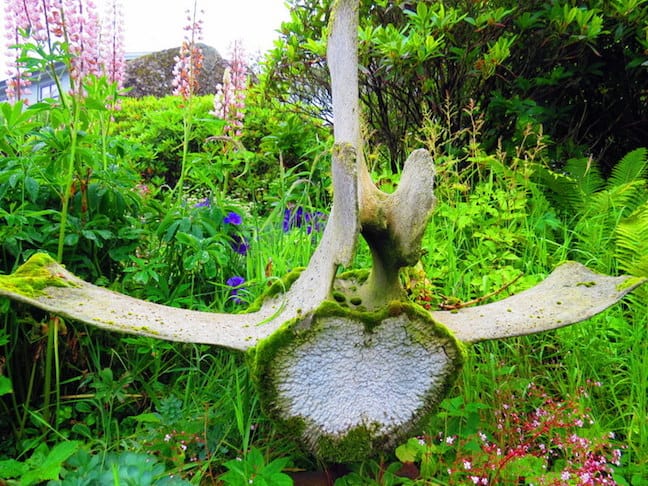 Faroe Islands whale Bone