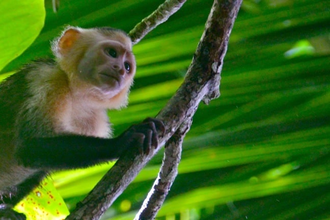 Monkeys of Costa Rica -White-Faced Capuchin Monkey in Corcovado National Park