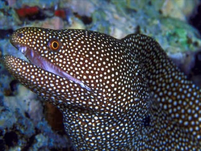 Whitemouth Moray Eel