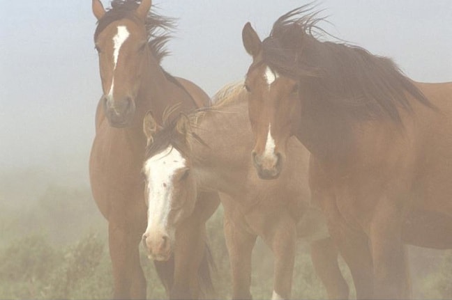 Wild Horses in Argentina