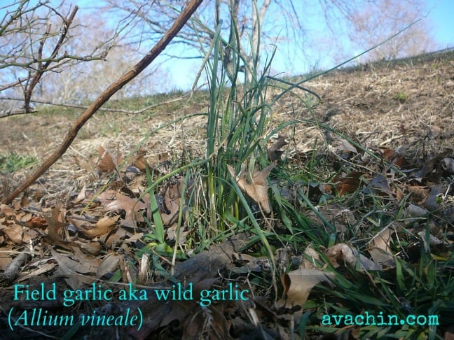 Wild Garlic