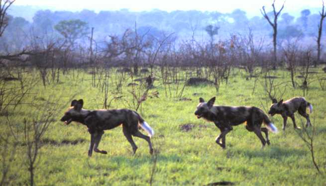 Very rare glimpse of Wild Dogs- one of Africa's most endangered mammal species