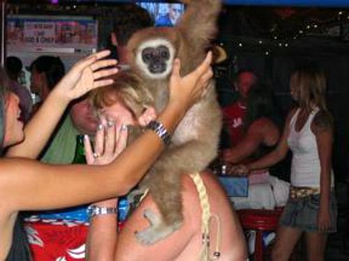 Say "No" to photos with Bar Gibbons in Patong, Phukut. Photo via Wildlife Extra.