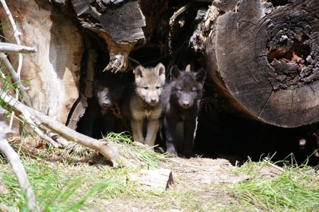 INTERVIEW-Defenders Of Wildlife Wolf Conservation Expert Suzanne Stone