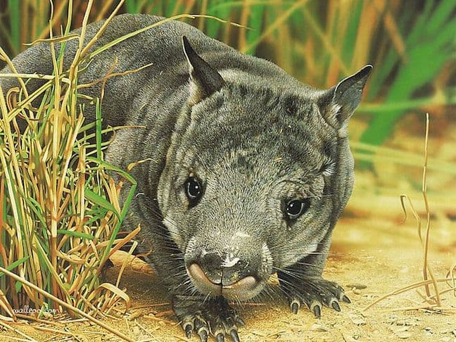 Weird Burrowing Animals Around The World, Northern Hairy-Nosed Wombat