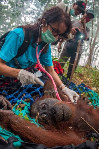 Yayasan IAR Indonesia monitoring orangutan's heartbeat