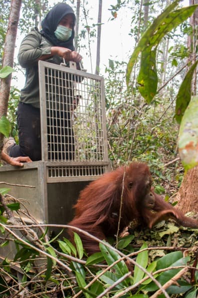 Yayasan IAR Indonesia release Kasih