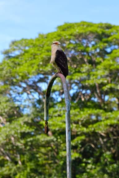 Yellow-Headed Caracara bird in Rainforest