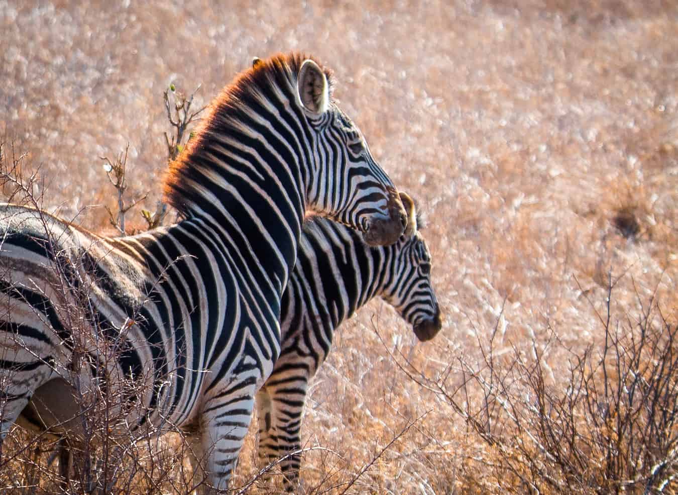 Mama & Baby Zebra in Kruger National Park