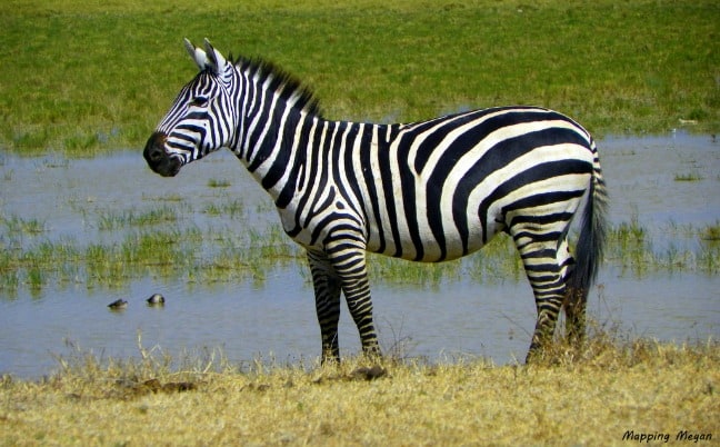 Zebra by watering hole