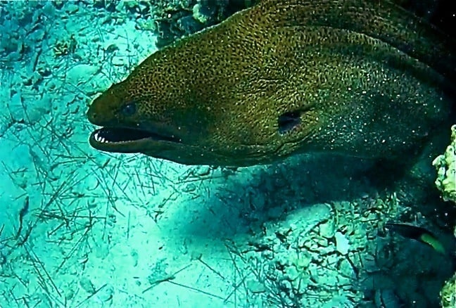 Moray Eel in Bora Bora, Tahiti